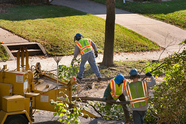 How Our Tree Care Process Works  in  Nibley, UT